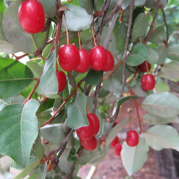 Rare Berry Bush Seeds
