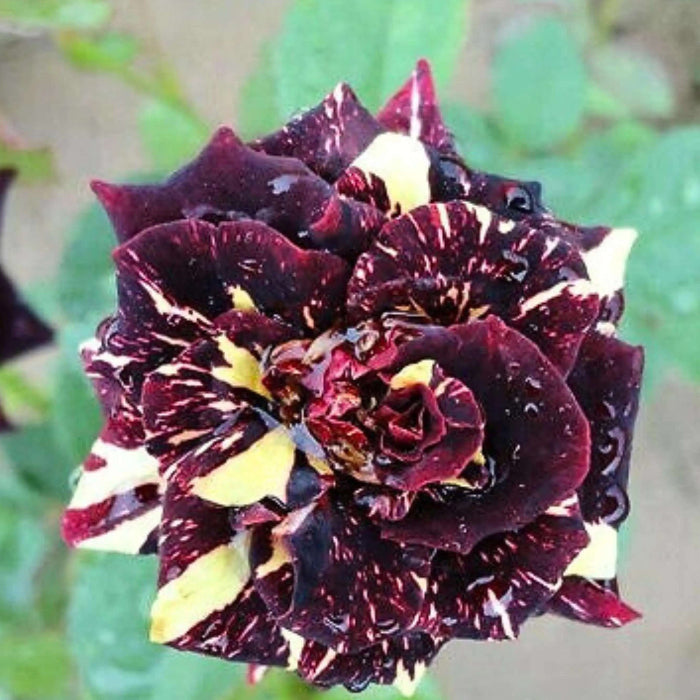 Rare Black Dragon Rose Seeds