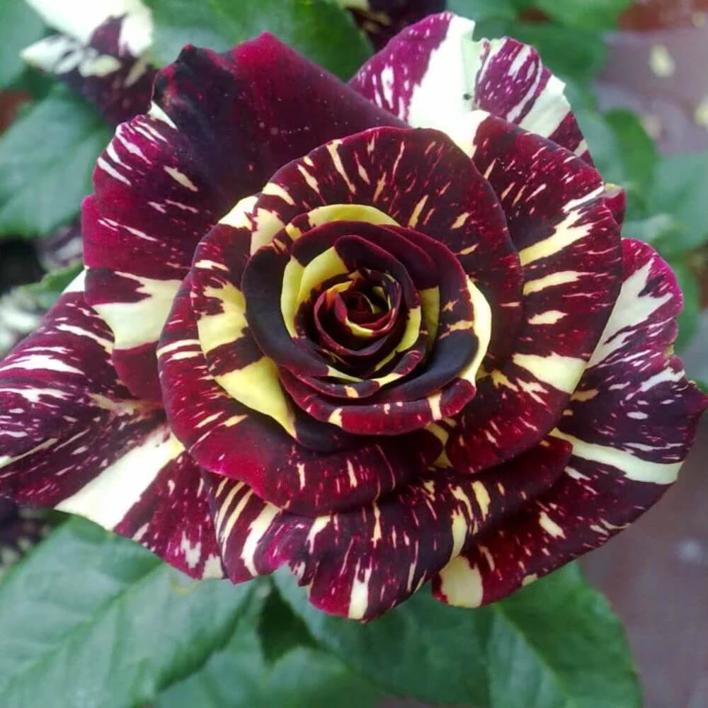 Rare Black Dragon Rose Seeds