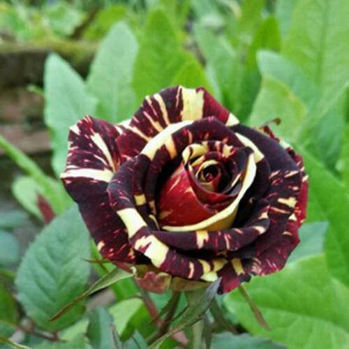 Rare Black Dragon Rose Seeds