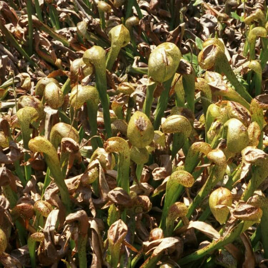 Rare Carnivorous Plant seeds