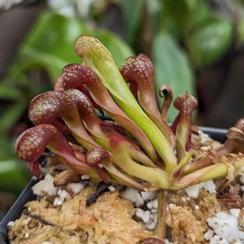 Rare Carnivorous Plant seeds