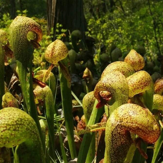 Rare Cobra Lily Seeds