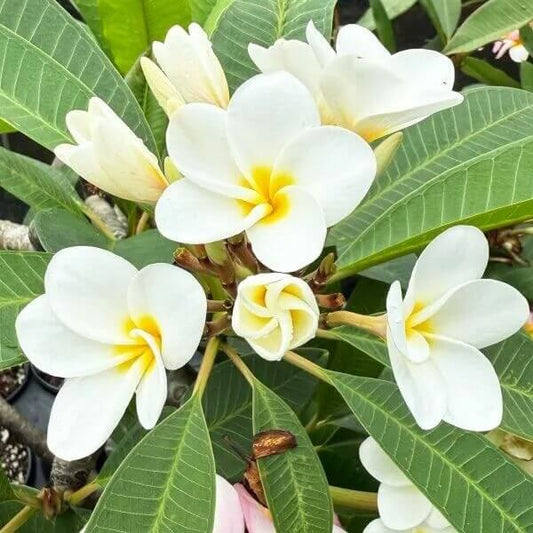 Rare Frangipani Seeds