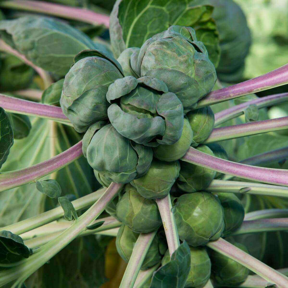 Rare Heirloom Brussel Sprout Seeds 