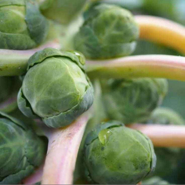 Rare Heirloom Brussel Sprout Seeds 