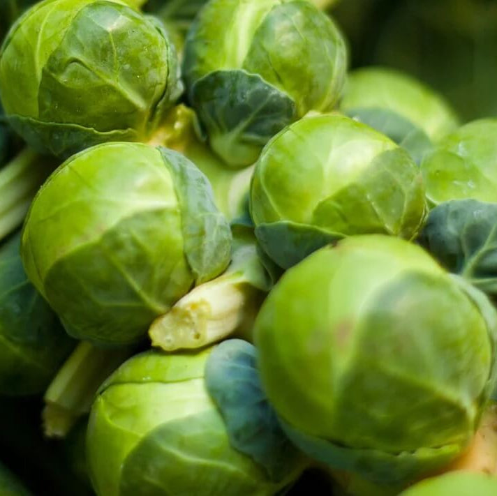 Rare Heirloom Brussel Sprout Seeds 