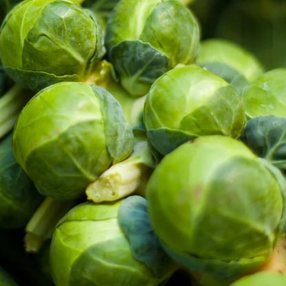 Rare Heirloom Brussel Sprout Seeds 
