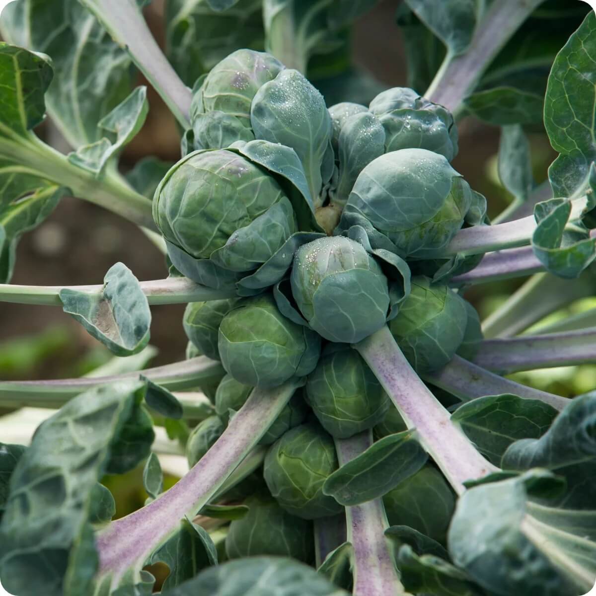 Rare Heirloom Brussel Sprout Seeds 