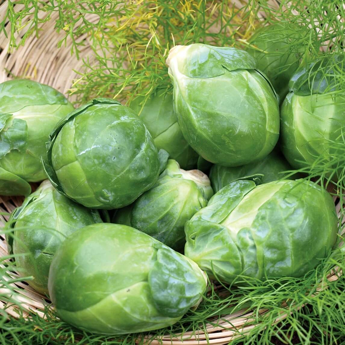 Rare Heirloom Brussel Sprout Seeds 