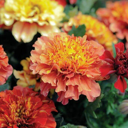 Rare Marigold Seeds - Heirloom Flower Plant for Home Gardens