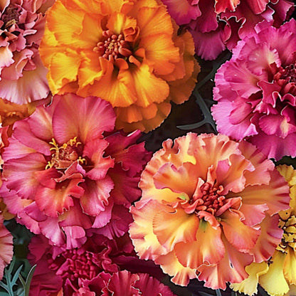 Rare Marigold Seeds - Heirloom Flower Plant for Home Gardens