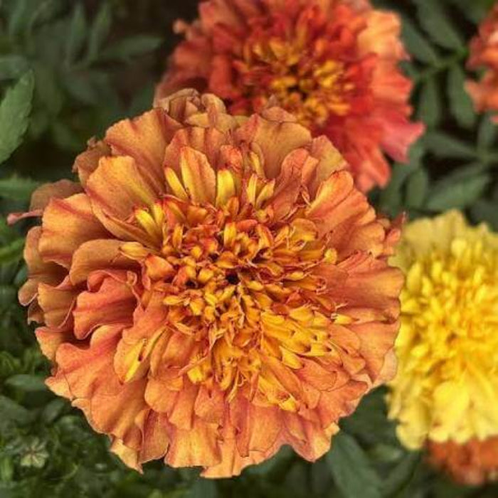 Rare Marigold Seeds - Heirloom Flower Plant for Home Gardens