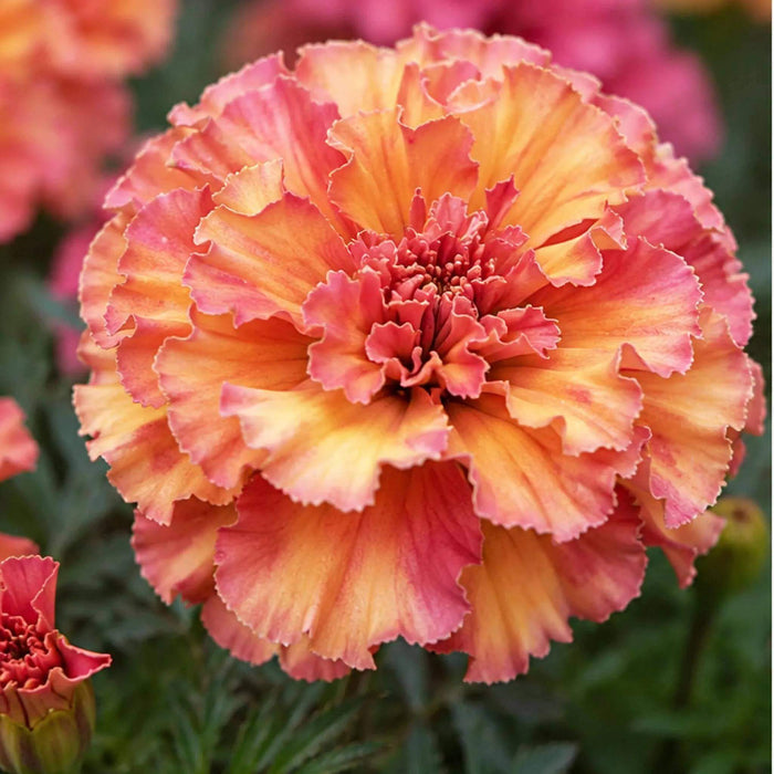 Rare Marigold Seeds - Heirloom Flower Plant for Home Gardens
