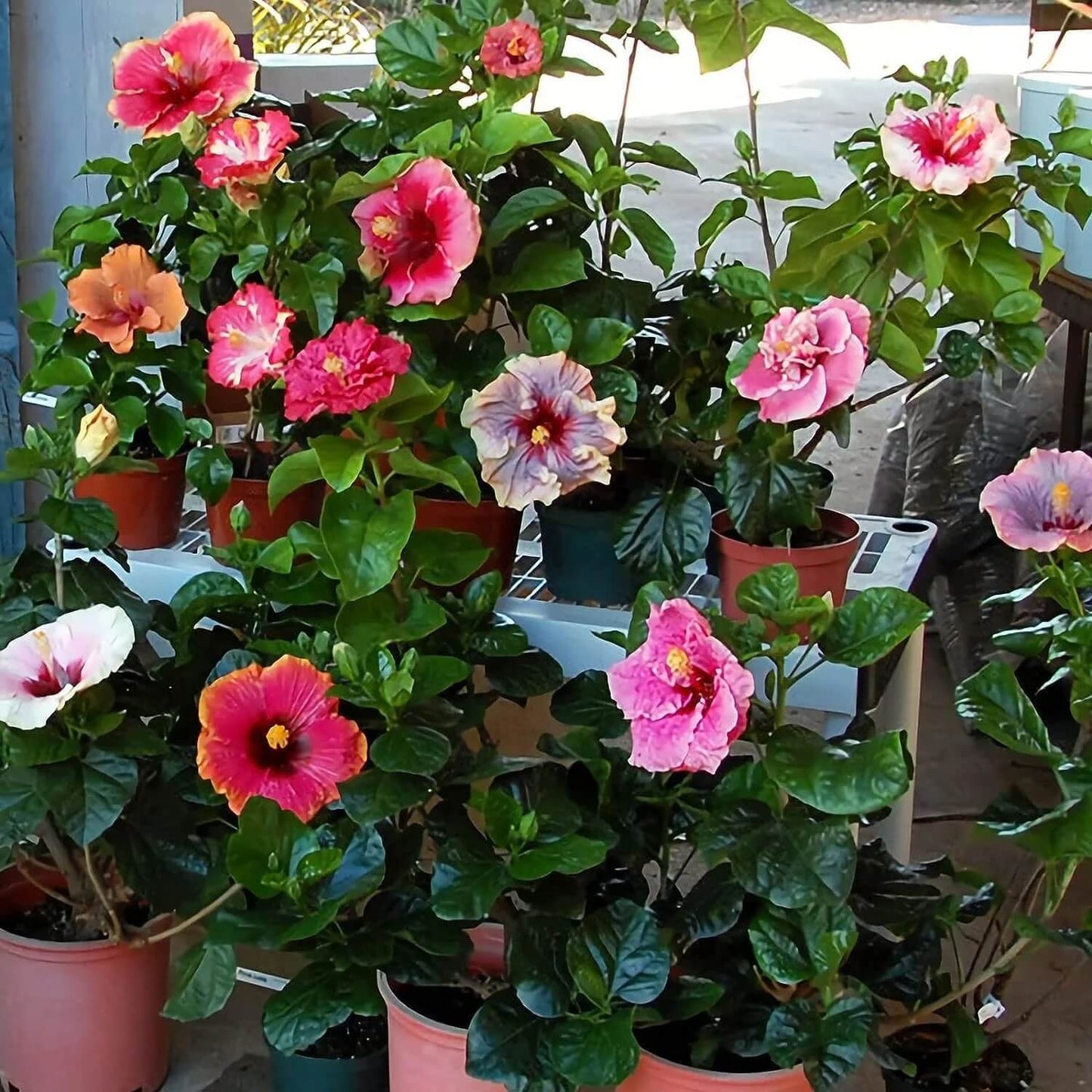 Rare Mixed Hibiscus Seeds 
