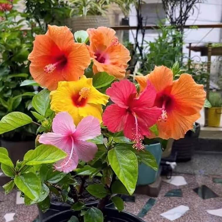 Rare Mixed Hibiscus Seeds 