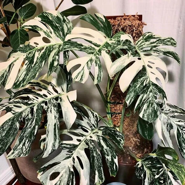 Rare Monstera Seeds