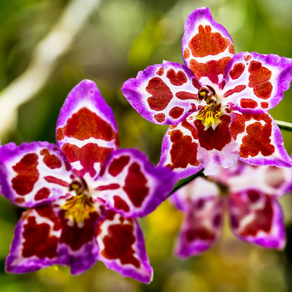 Rare Orchid Seeds - Heirloom Flower Plant for Home Gardens