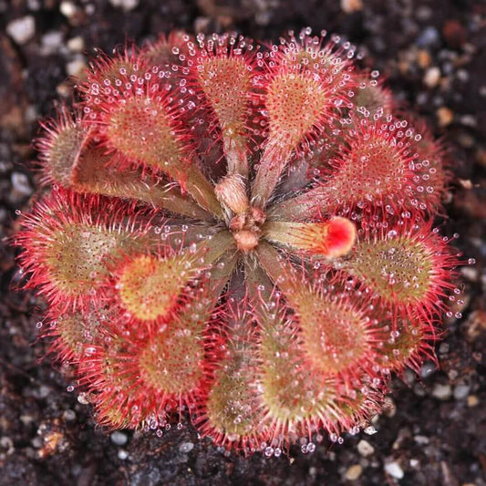 Rare Sundew Seeds