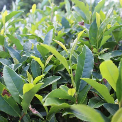 Rare Tea Garden Plants seeds