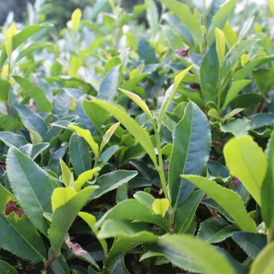 Rare Tea Garden Plants seeds