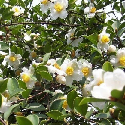 Rare Tea Garden Plants seeds