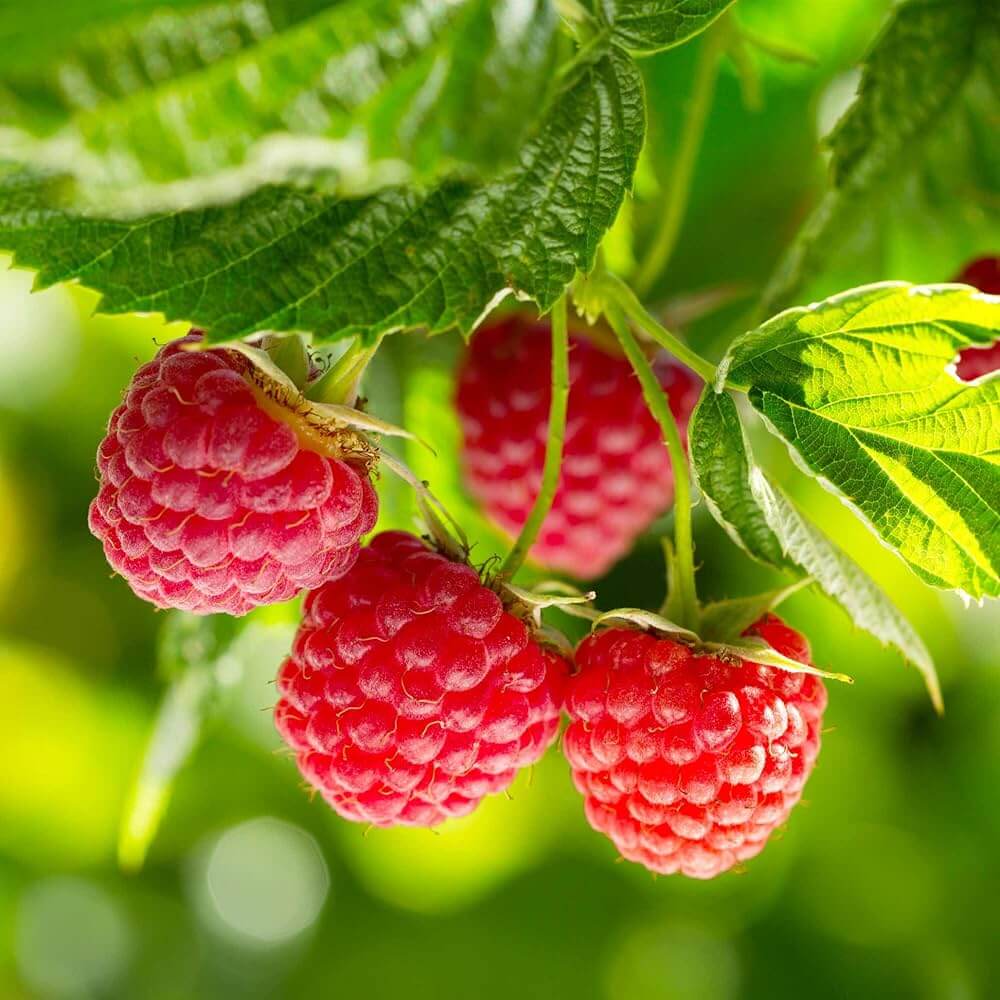 Raspberries seeds - Fruit for Home Gardens