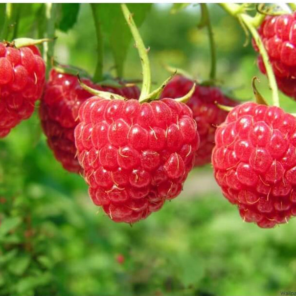 Raspberries seeds - Fruit for Home Gardens