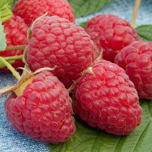 Raspberries seeds - Fruit for Home Gardens