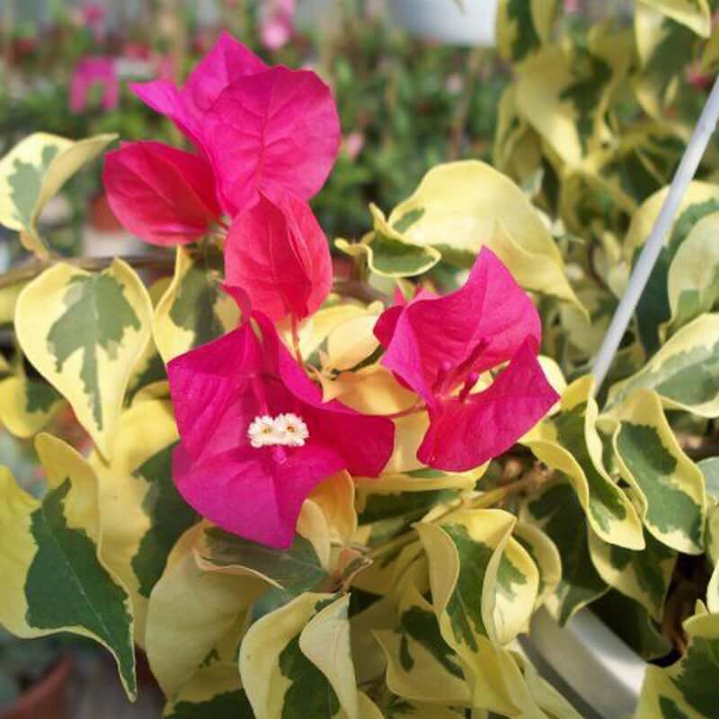 Raspberry Ice Bougainvillea Seeds