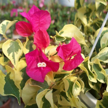 Raspberry Ice Bougainvillea Seeds