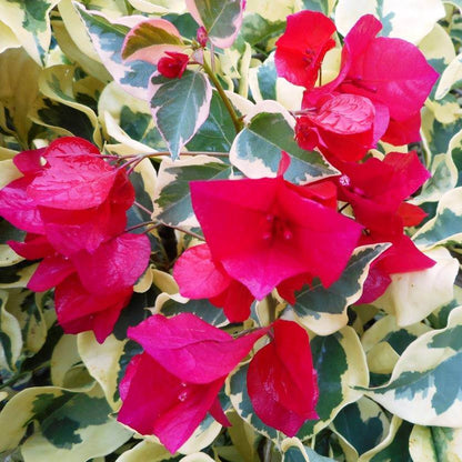 Raspberry Ice Bougainvillea Seeds