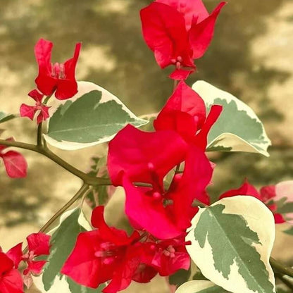 Raspberry Ice Bougainvillea Seeds