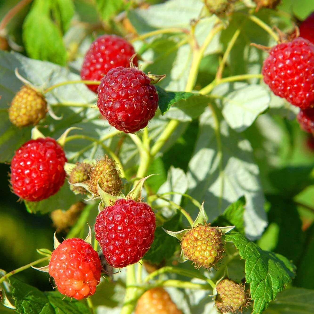 Raspberry Seeds