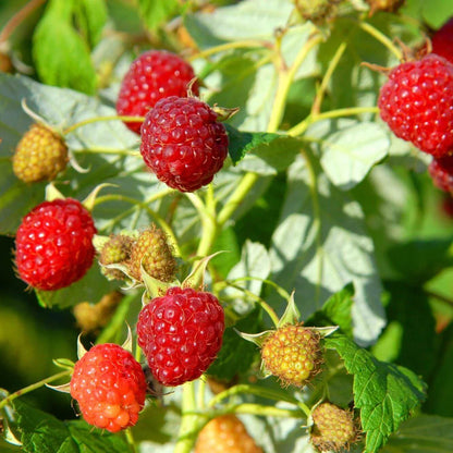 Raspberry Seeds
