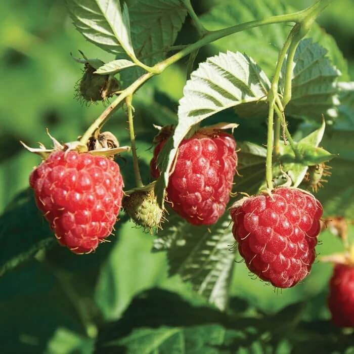 Raspberry Seeds