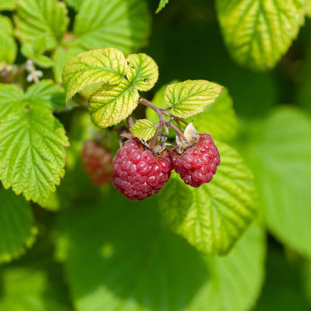 Raspberry Seeds