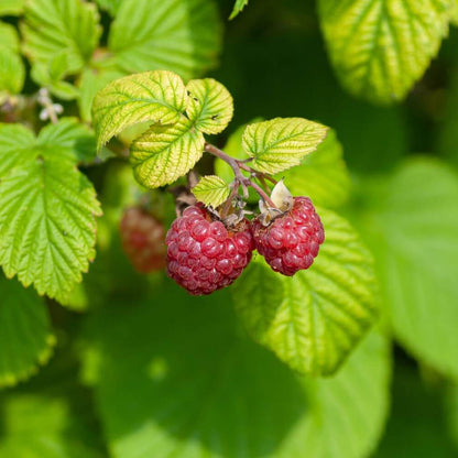 Raspberry Seeds