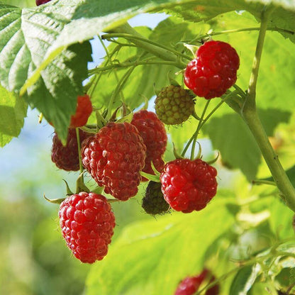 Raspberry Seeds