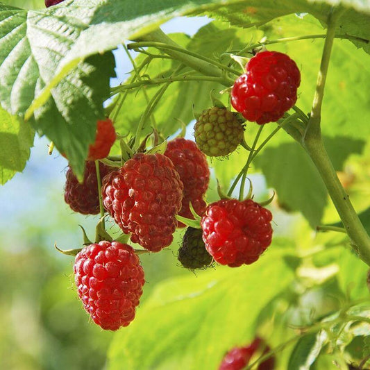 Raspberry Seeds