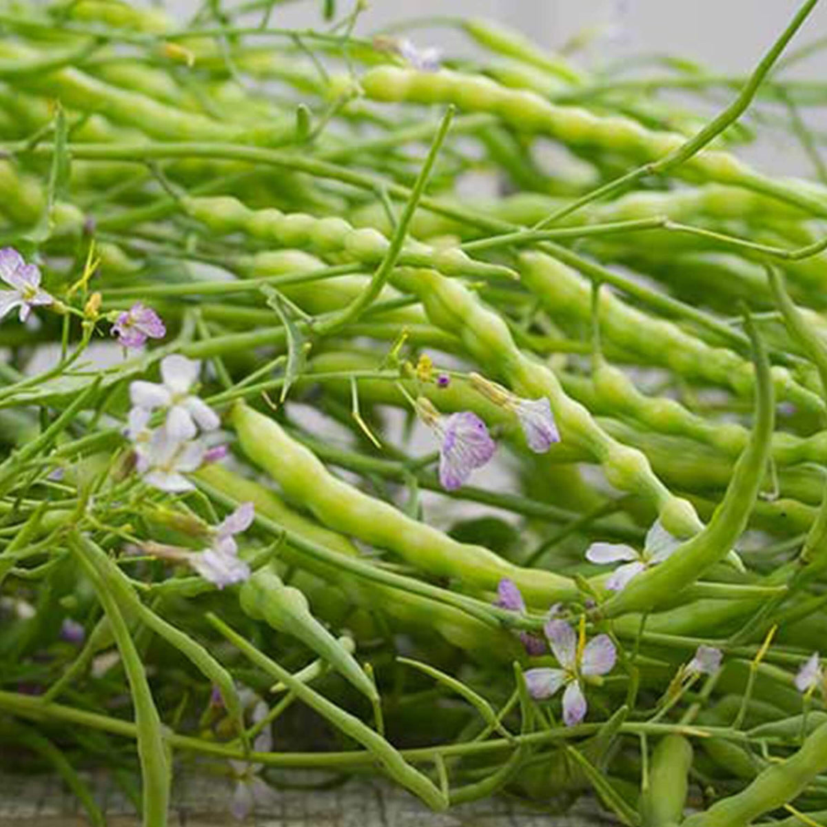 Rat's Tail Radish Seeds