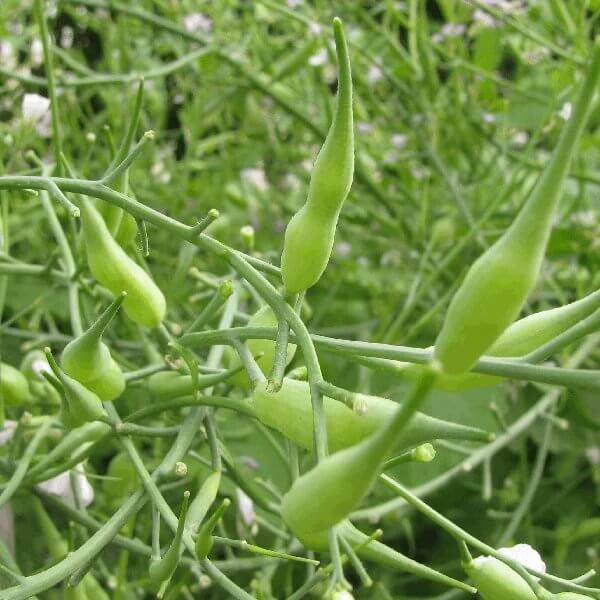 Rat's Tail Radish Seeds
