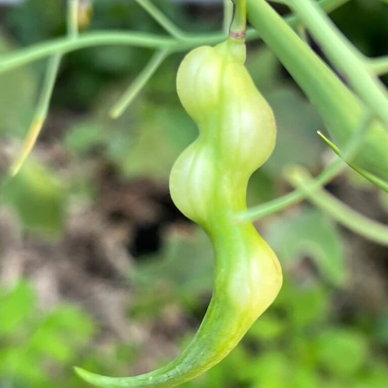 Rat's Tail Radish Seeds