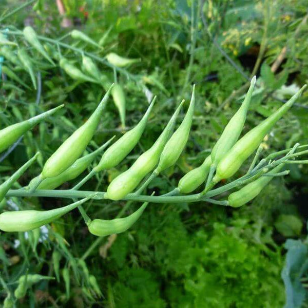 Rat's Tail Radish Seeds