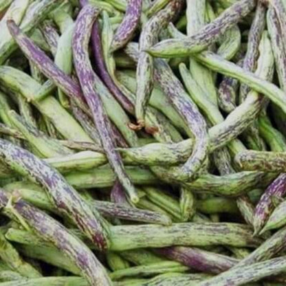 Rattlesnake Bean Seeds - Vegetable Plant