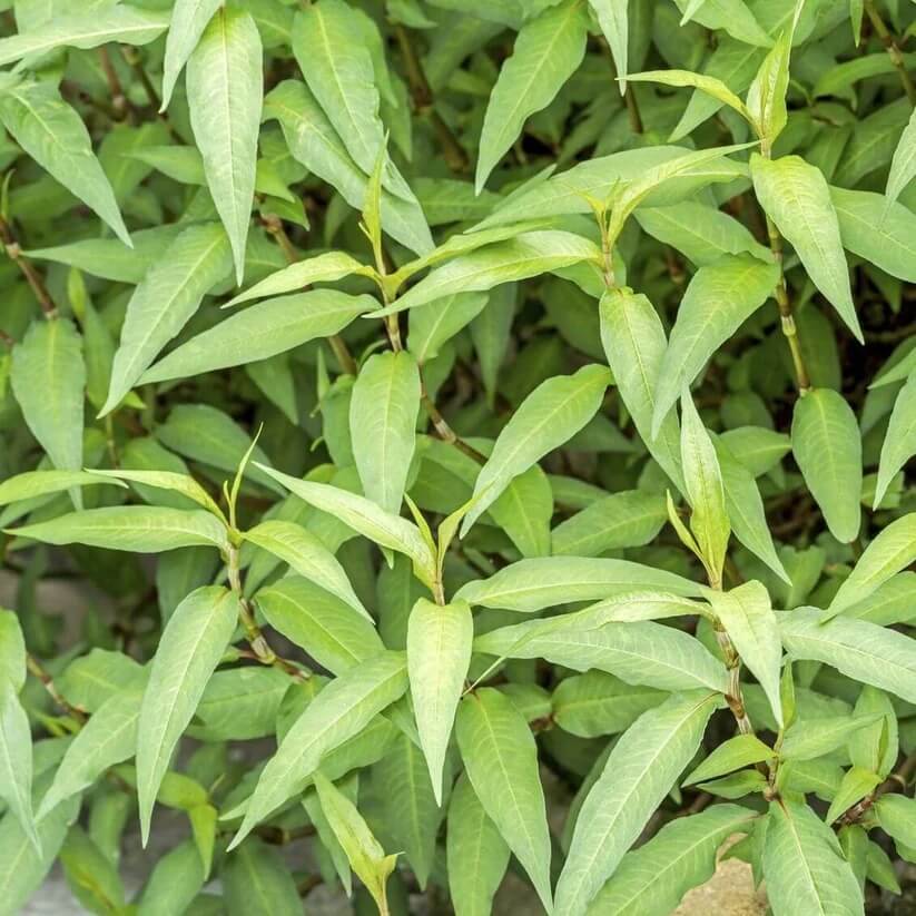 Rau Ram Seeds for Planting