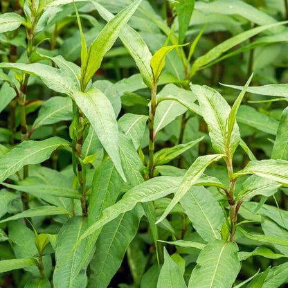 Rau Ram Seeds for Planting
