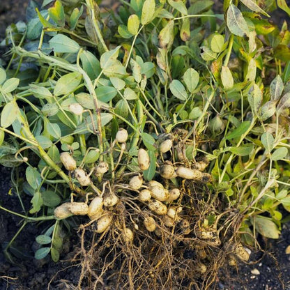 Raw Peanuts for Planting
