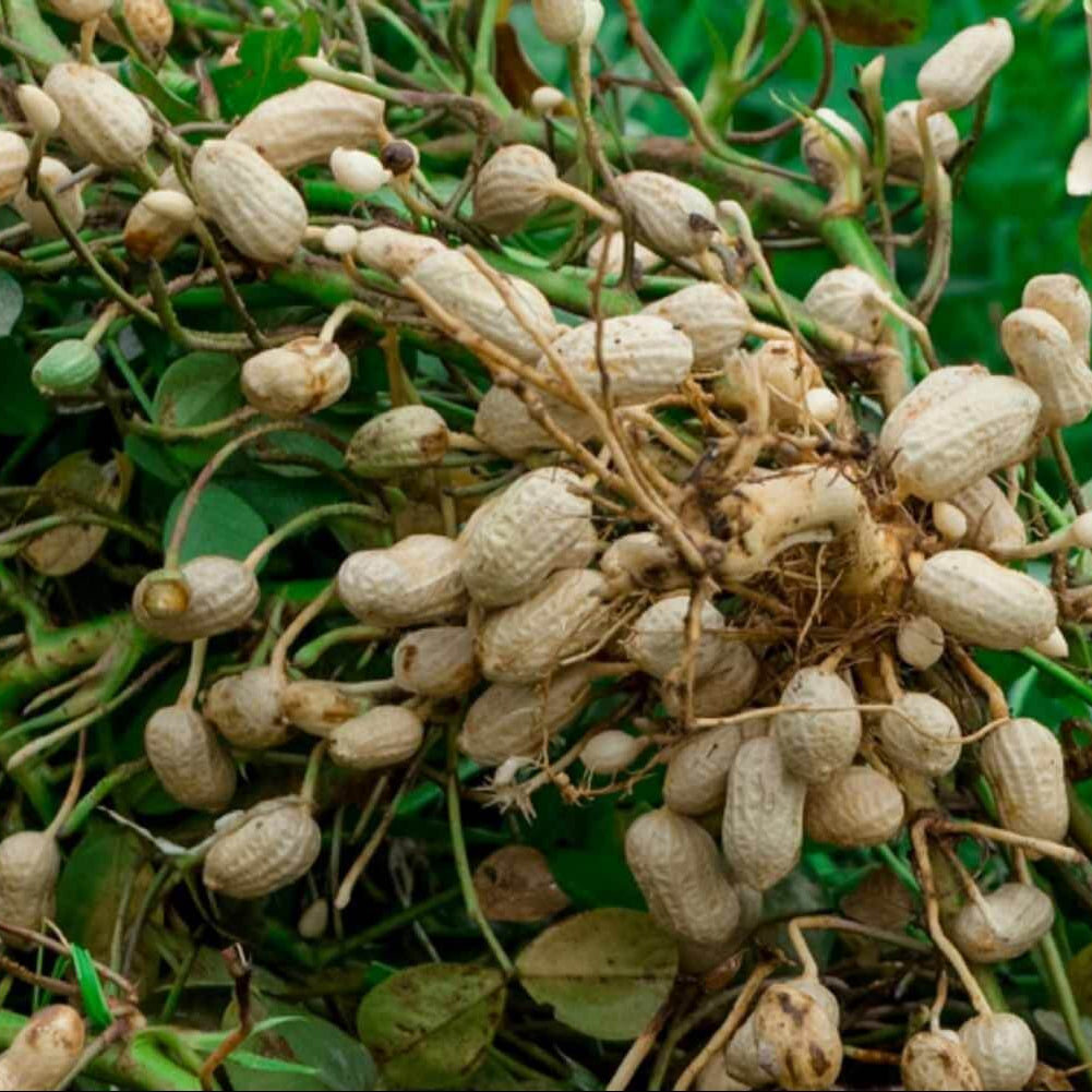 Raw Peanuts for Planting