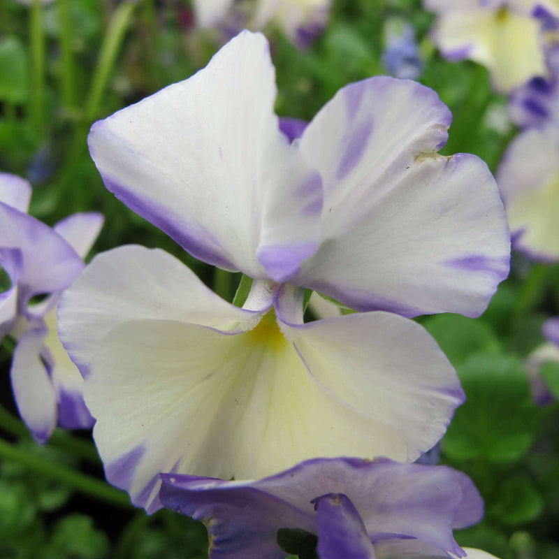 Rebecca Seeds - Heirloom Flower Plant for Home Gardens